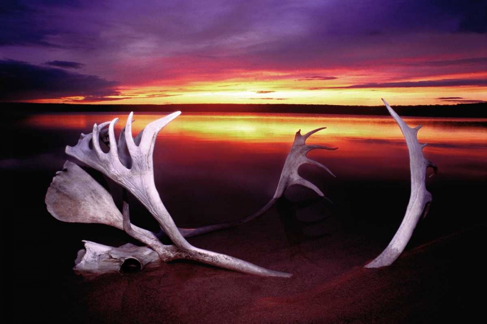 Canada, Whitefish Lake Sunset on caribou antlers art print by Dave Welling for $57.95 CAD